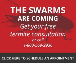 Get your free termite consultation