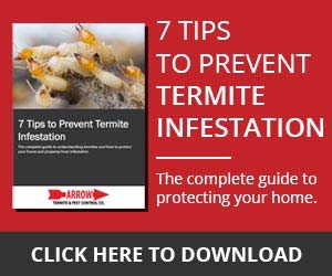 7 Tips to Prevent Termite Infestation